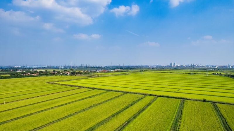 农民合作社贷款流程：如何顺利融资助力发展