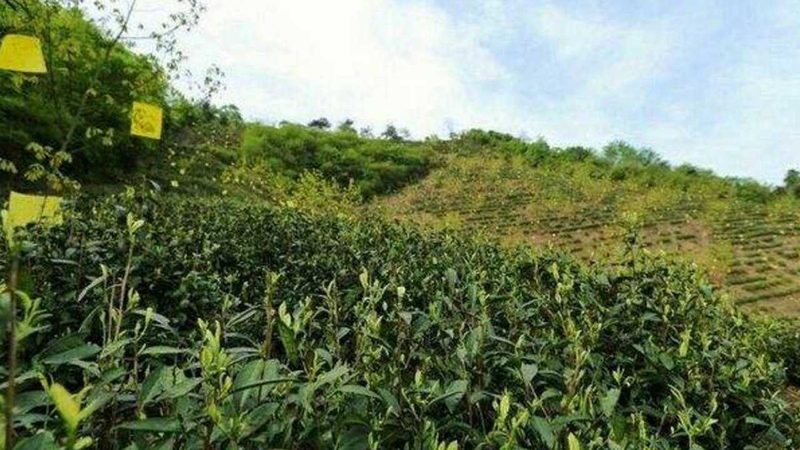 生态农业模式，谁领风骚？揭秘十大品牌排名**