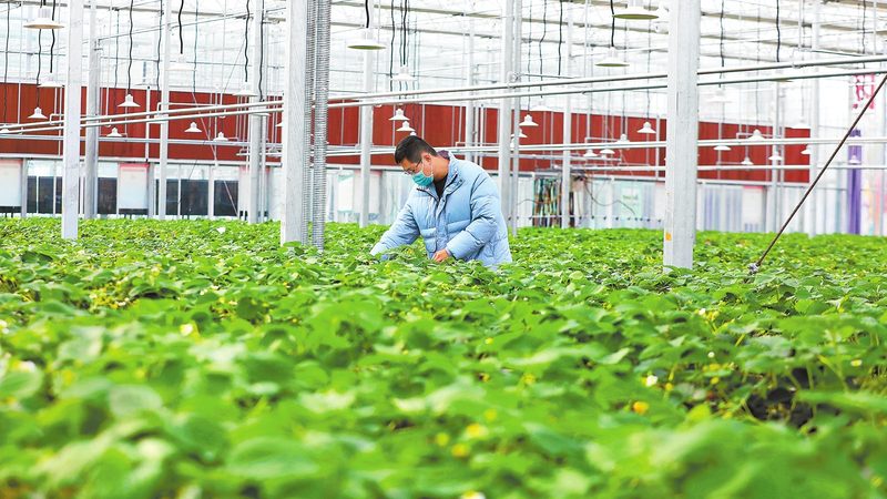 盆栽水果种子种植全攻略：步骤图解与注意事项
