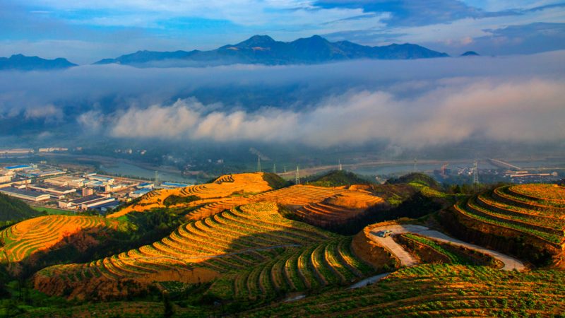 山东粮食种植公司加盟，需了解哪些关键条件？**