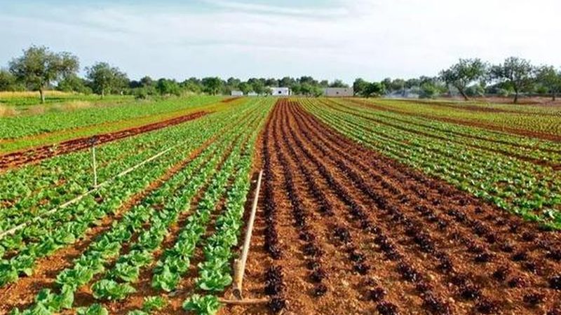 深圳周边：南方水果种植基地的绿色选择